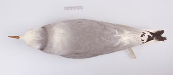 Media type: image;   Ornithology 180082